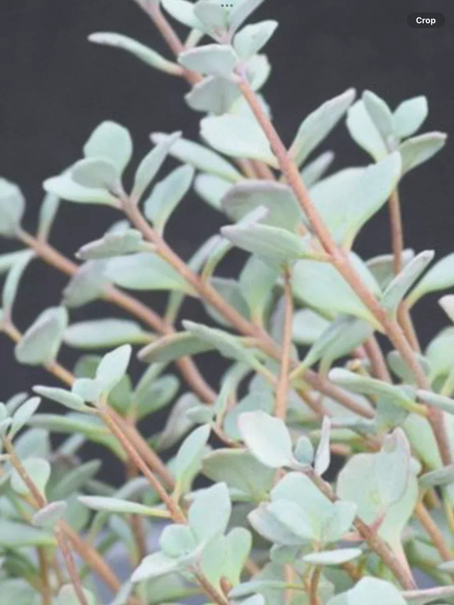 Sedum Stonecrop Lidakanee