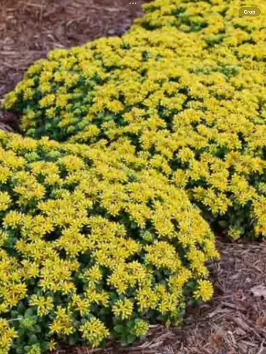 Sedum Stonecrop Little Miss Sunshine