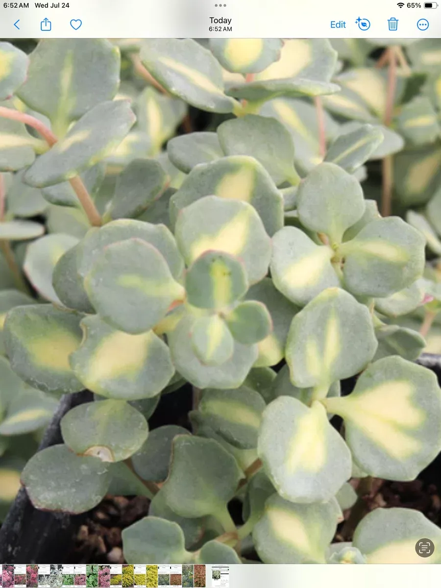 Sedum Stonecrop Sieboldii Meadiovariegatum