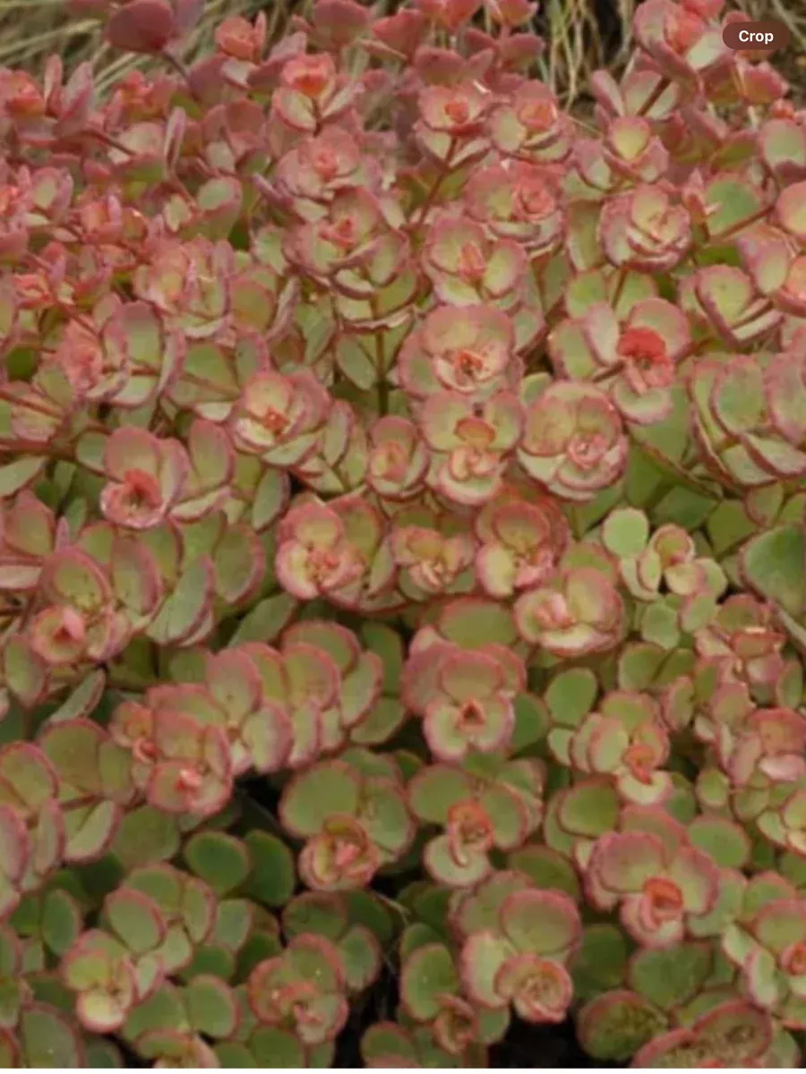 Sedum Stonecrop Sieboldii