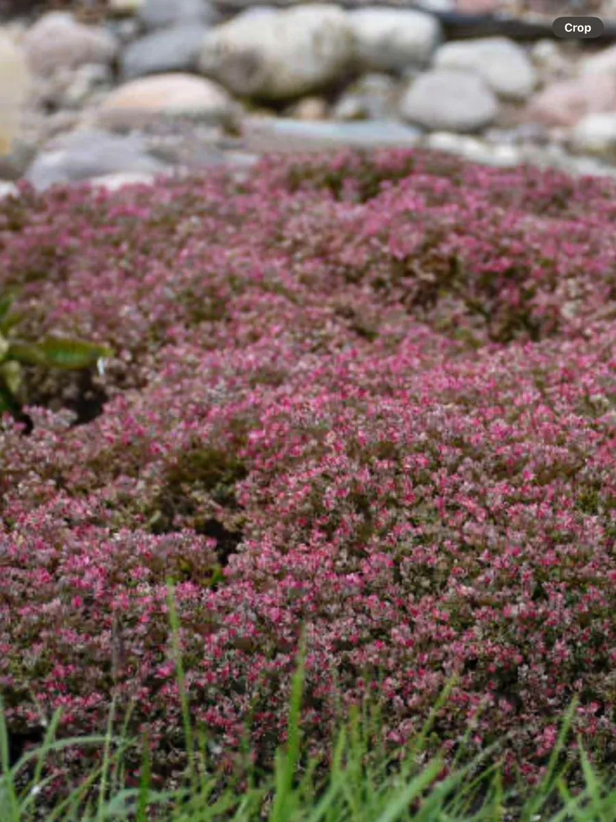 Sedum Stonecrop Steel the Show