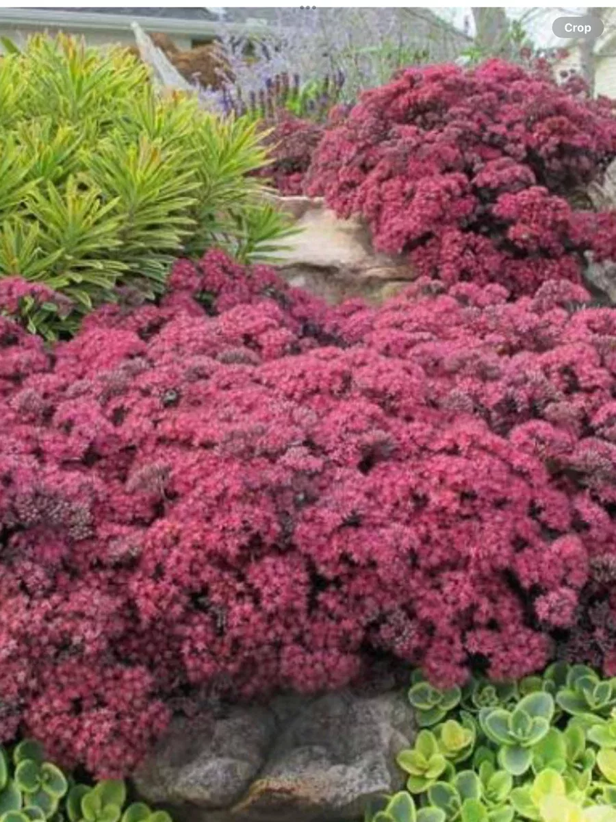 Sedum Stonecrop Sunsparkle Dazzleberry