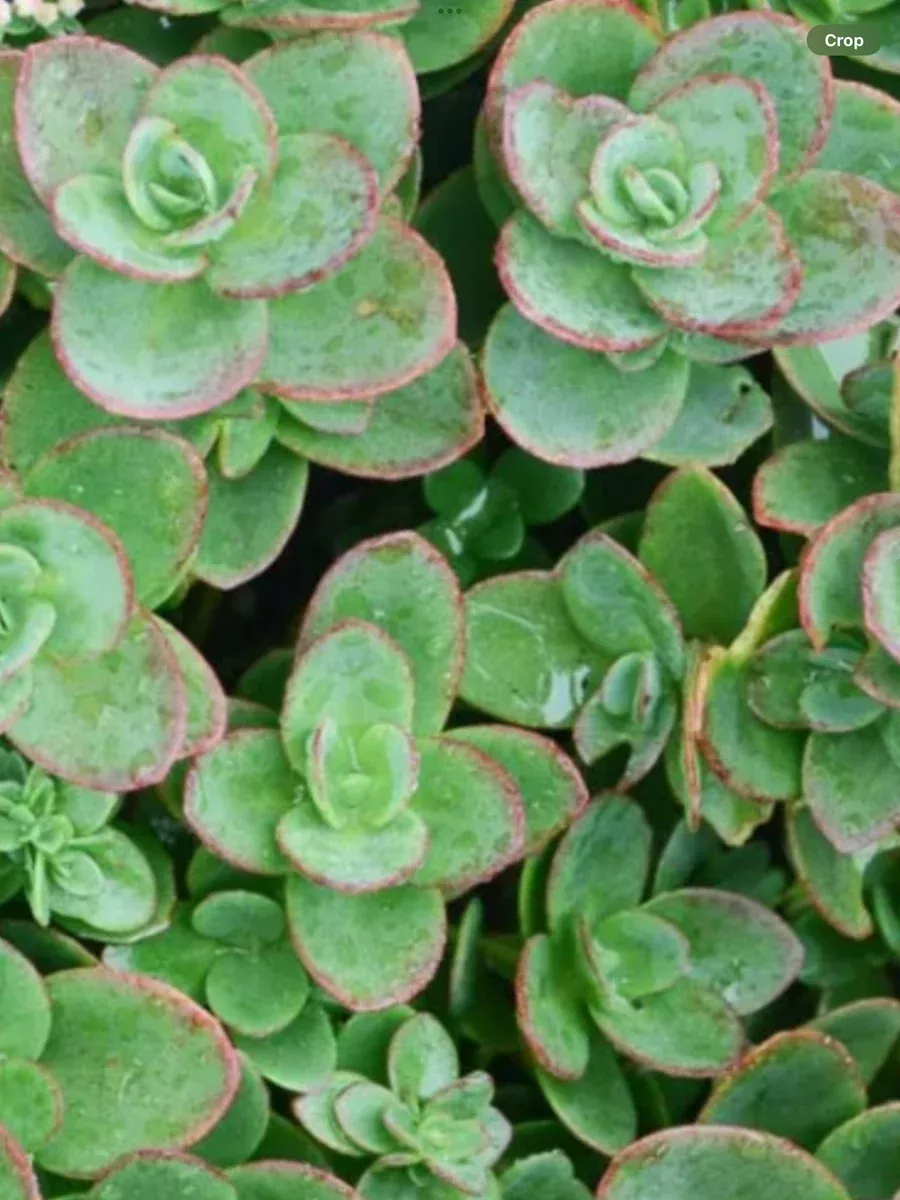 Sedum Stonecrop Sunsparkle Lime Zinger