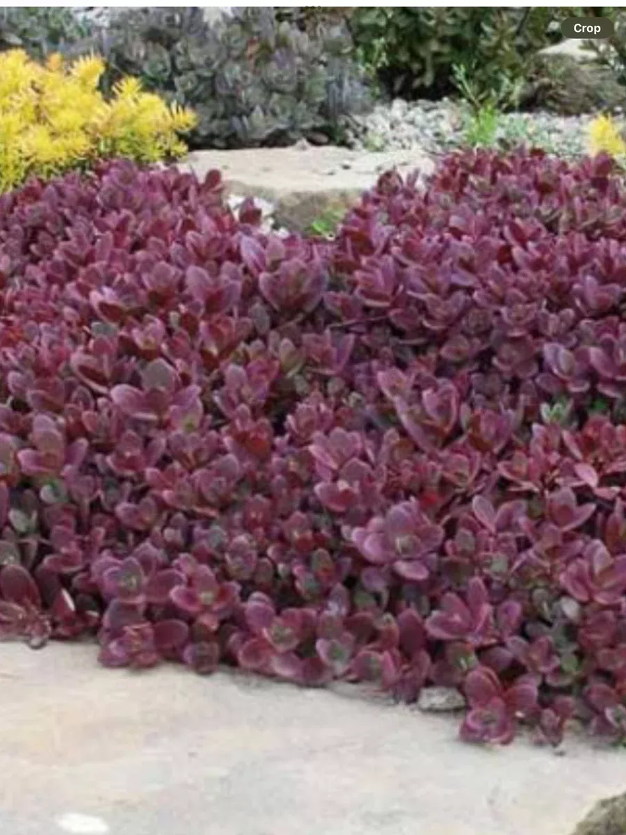 Sedum Stonecrop Sunsparkler Firecracker