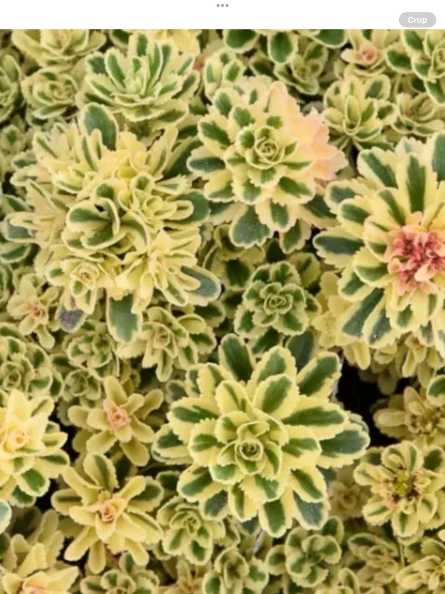 Sedum Stonecrop Takesimense Atlantis