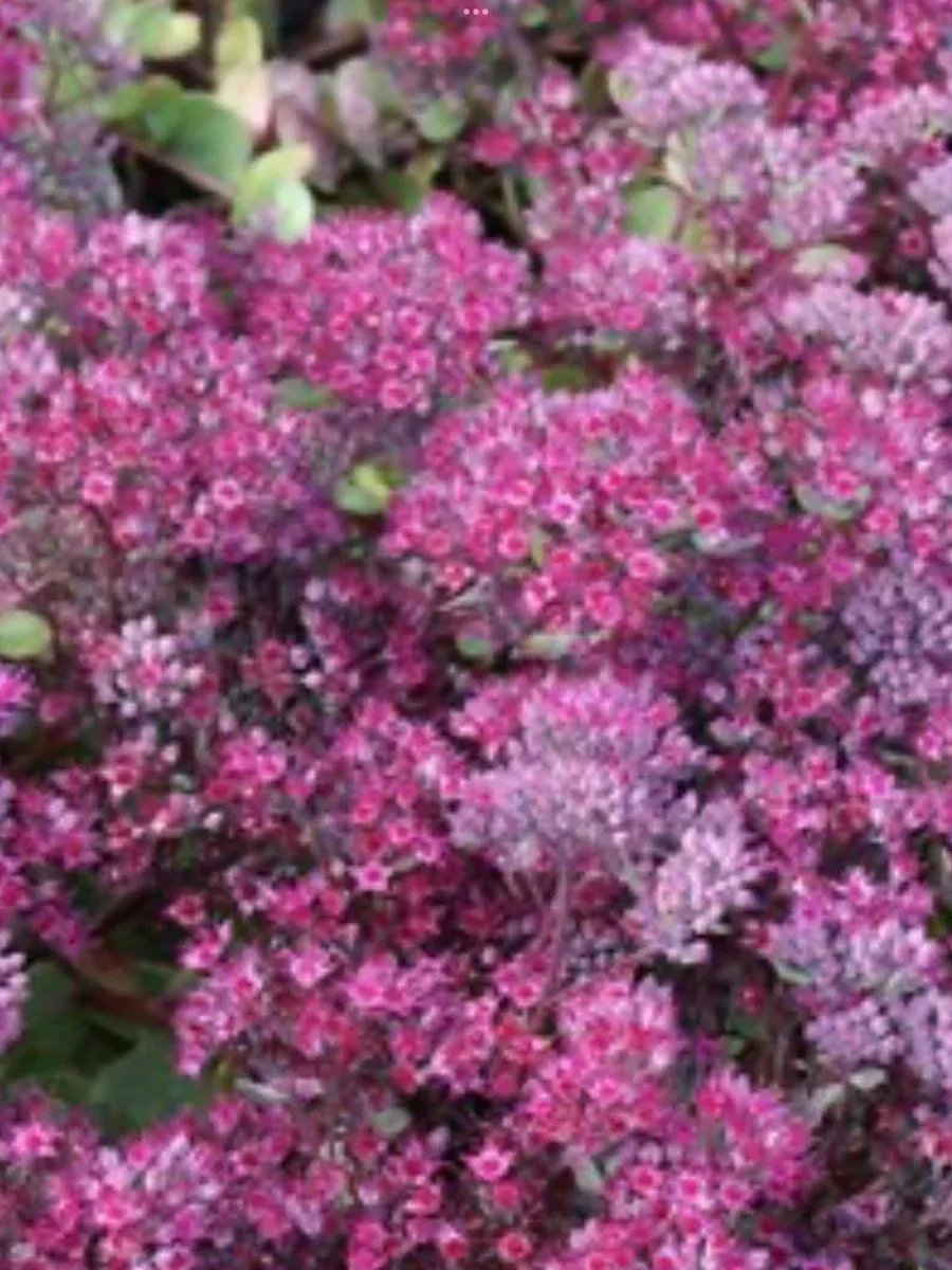 Sedum Stonecrop Vera Jameson