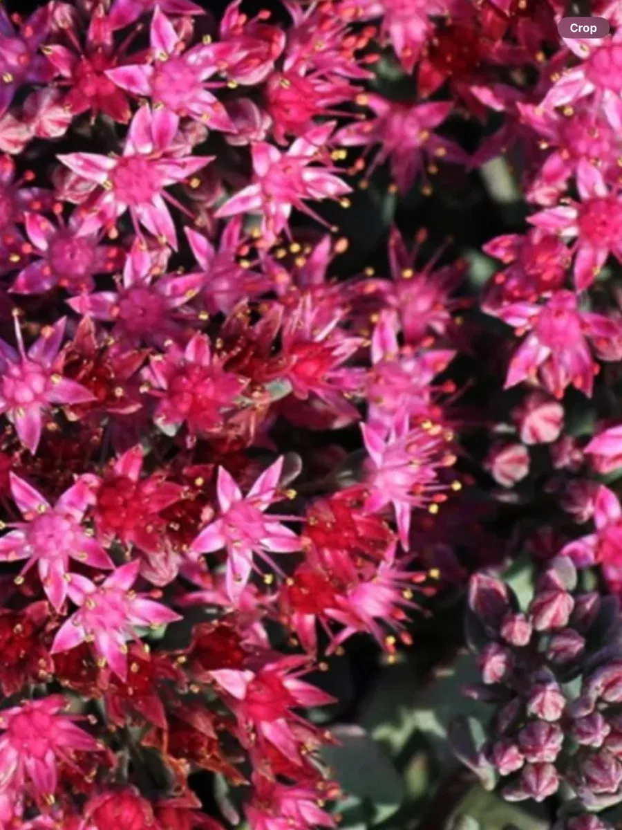 Sedum Sunsparkle ‘Cherry Tart’
