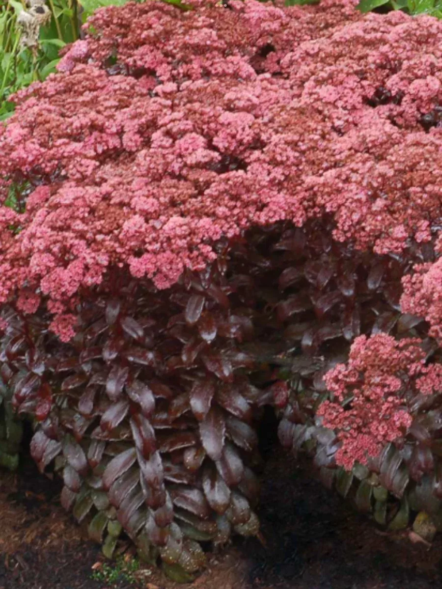 Sedum upright Dark Magic
