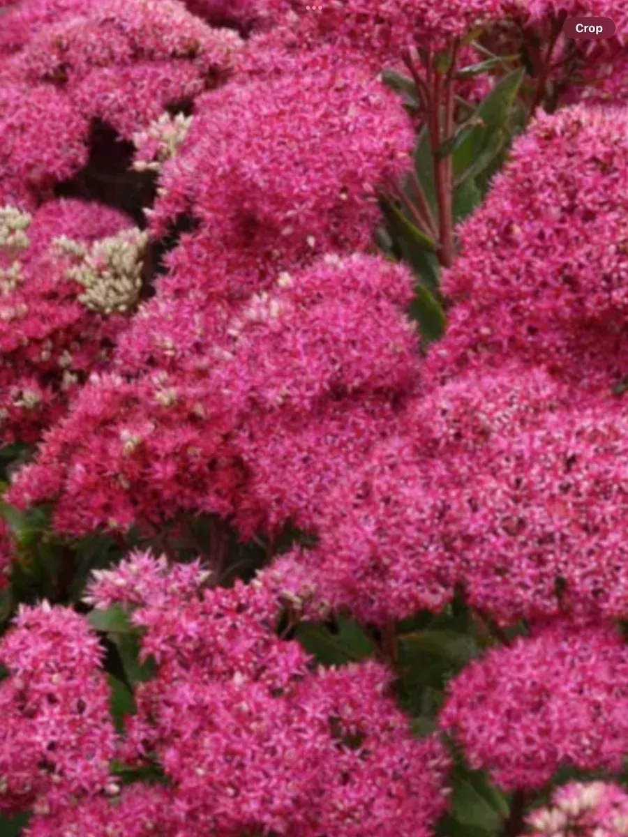 Sedum upright Mr. Goodbud