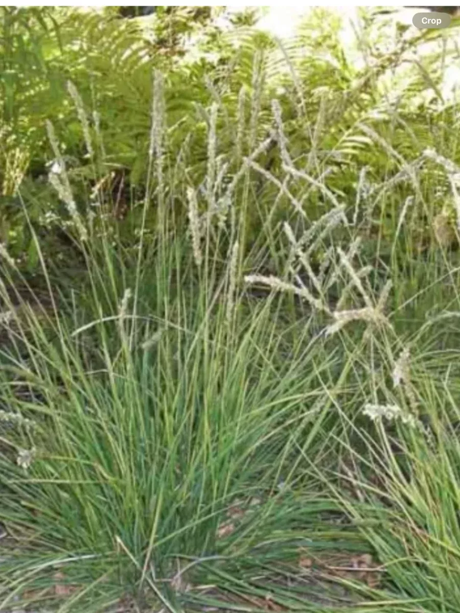 Selsleria Autumnalis (Autumn Moor Grass)