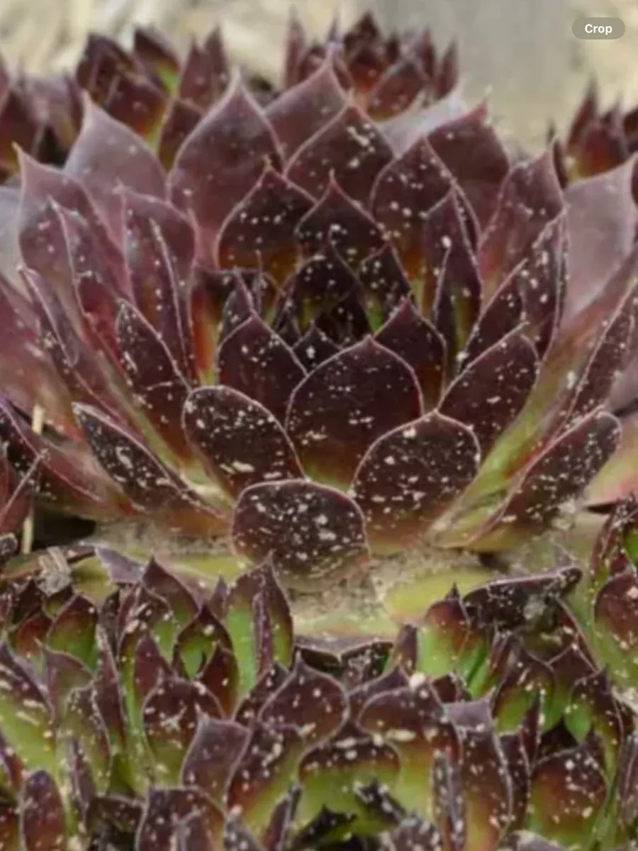 Sempervivum Black