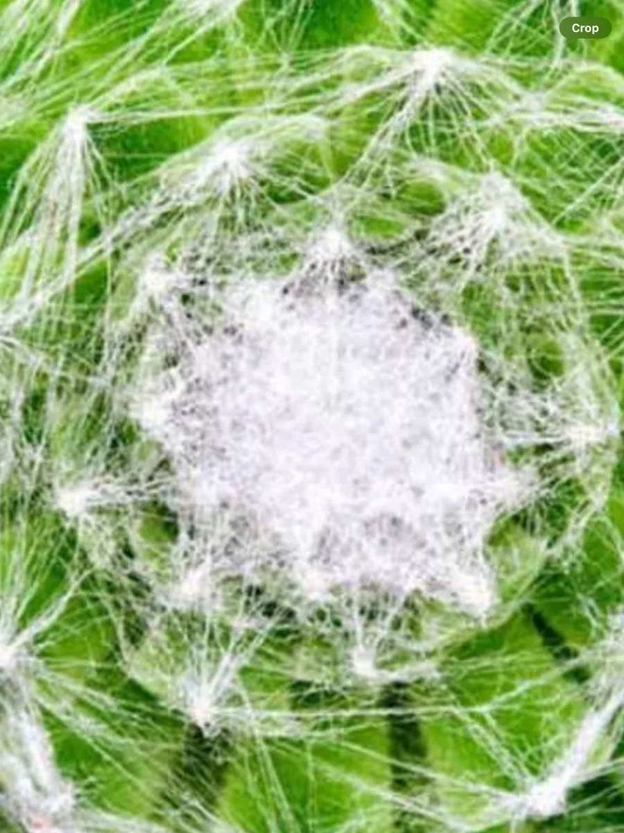 Sempervivum Cobweb