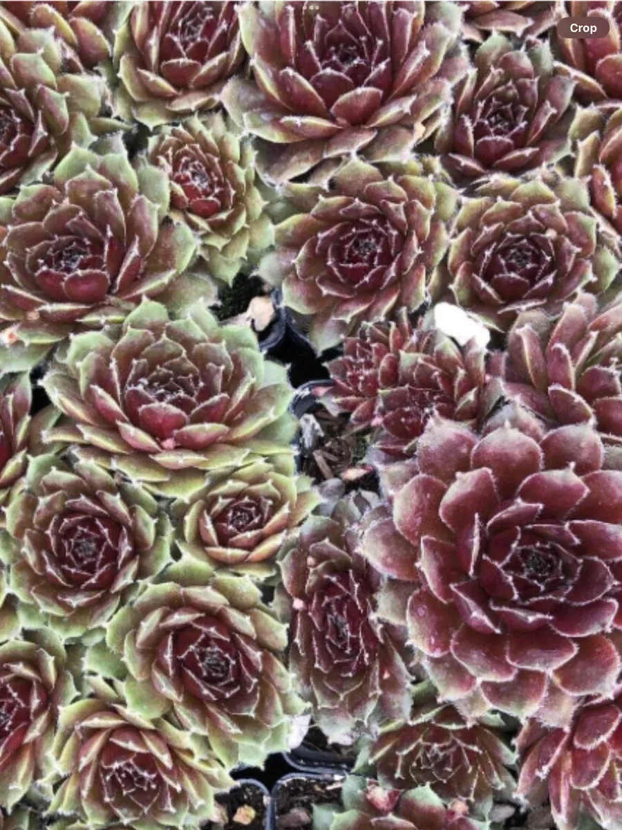Sempervivum Killer
