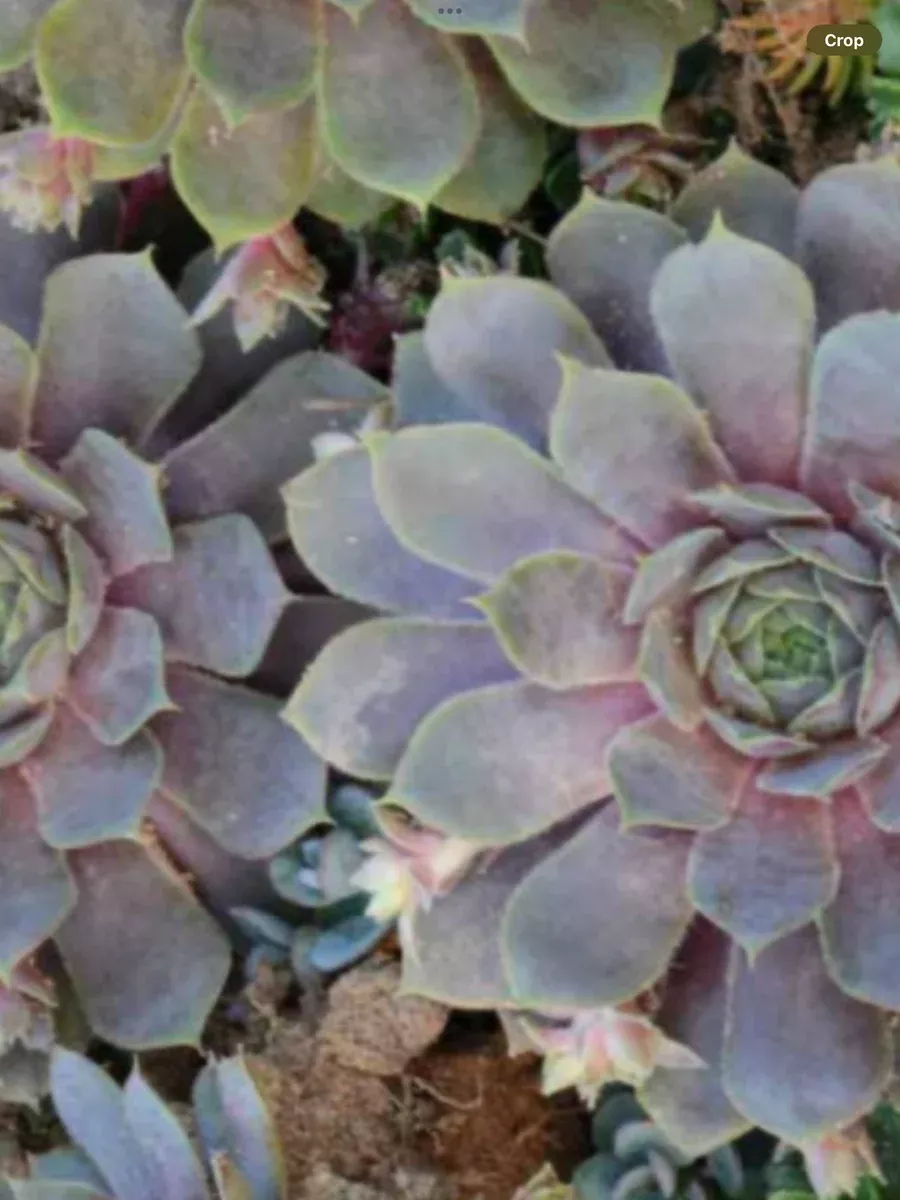 Sempervivum Pacific Blue Ice