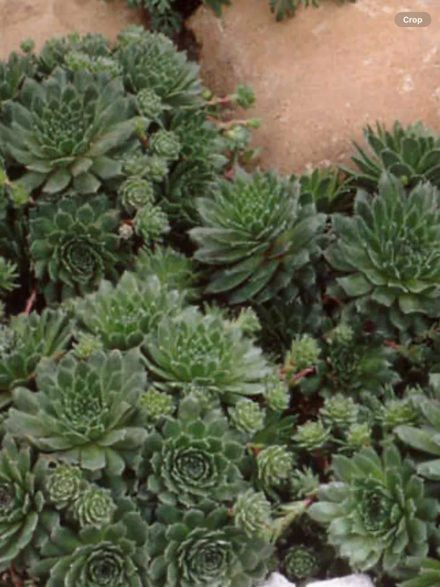 Sempervivum Piloseum