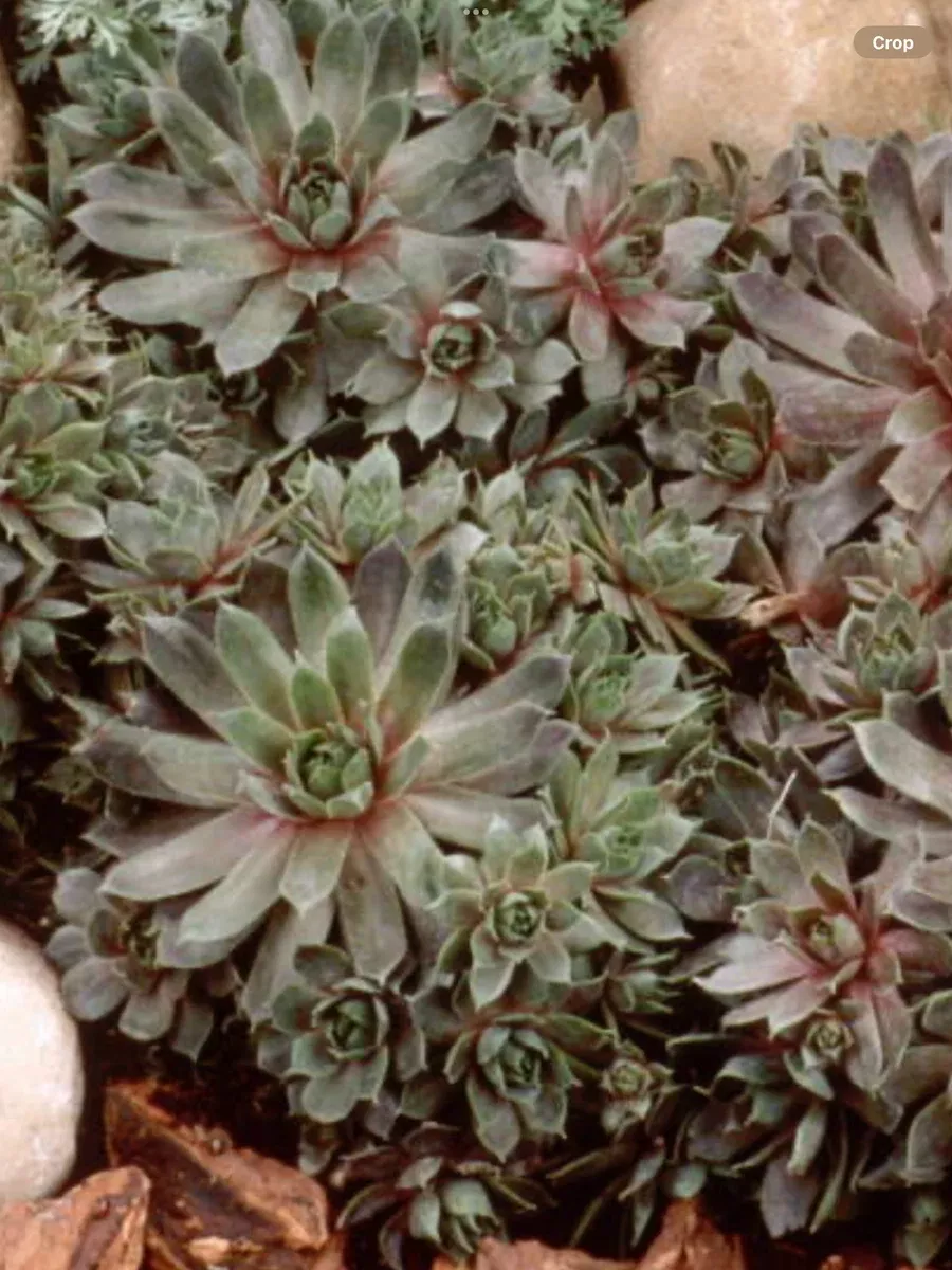 Sempervivum Purple Beauty