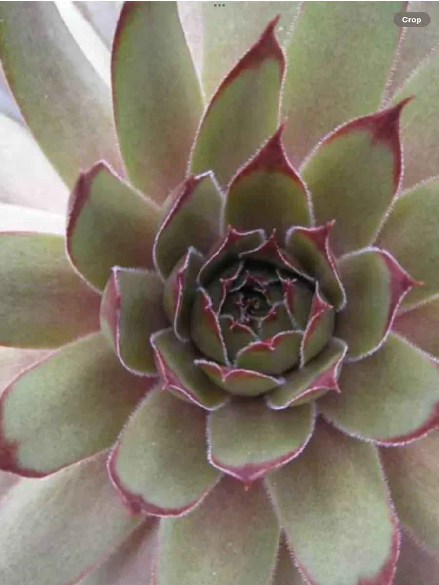Sempervivum Red Beauty