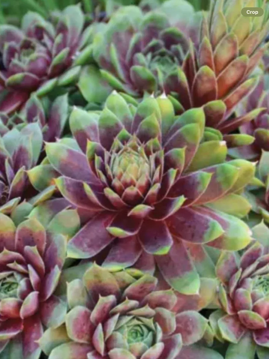 Sempervivum Ruby/Red Heart