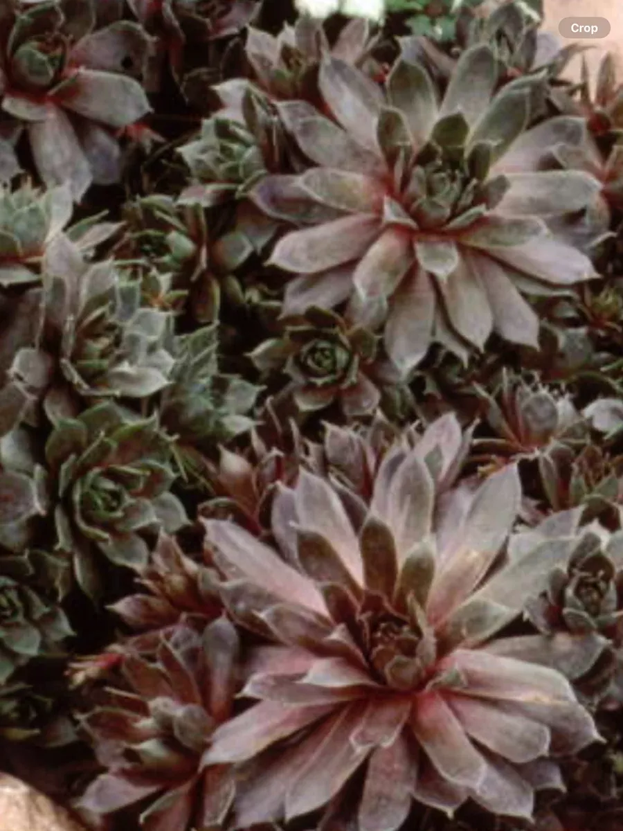 Sempervivum Silverine