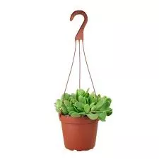 Senecio Jacobsenii ‘Trailing Jade’ Hanging Basket