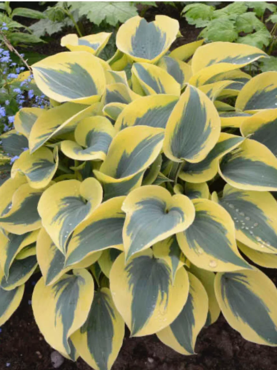 Shadowland 'Autumn Frost'Hosta hybrid