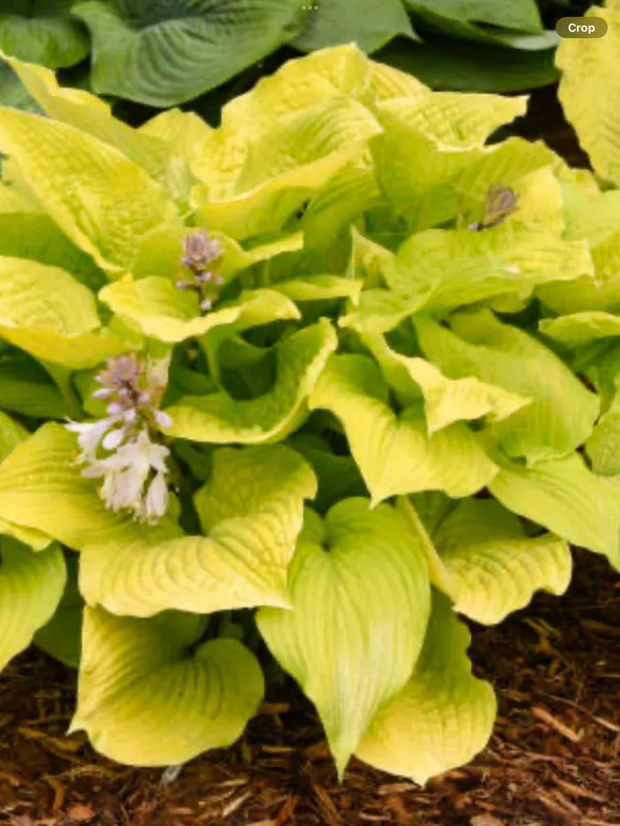 Shadowland 'Coast to Coast'Hosta hybrid