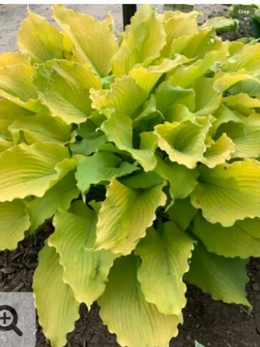 Shadowland 'Echo the Sun'Hosta hybrid