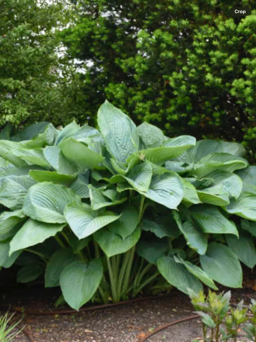 Shadowland 'Empress Wu'Hosta hybrid