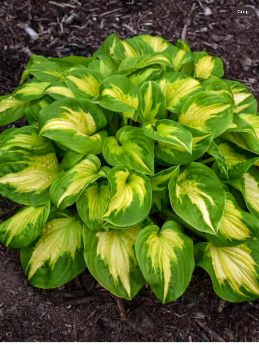 Shadowland 'Etched Glass'Hosta hybrid