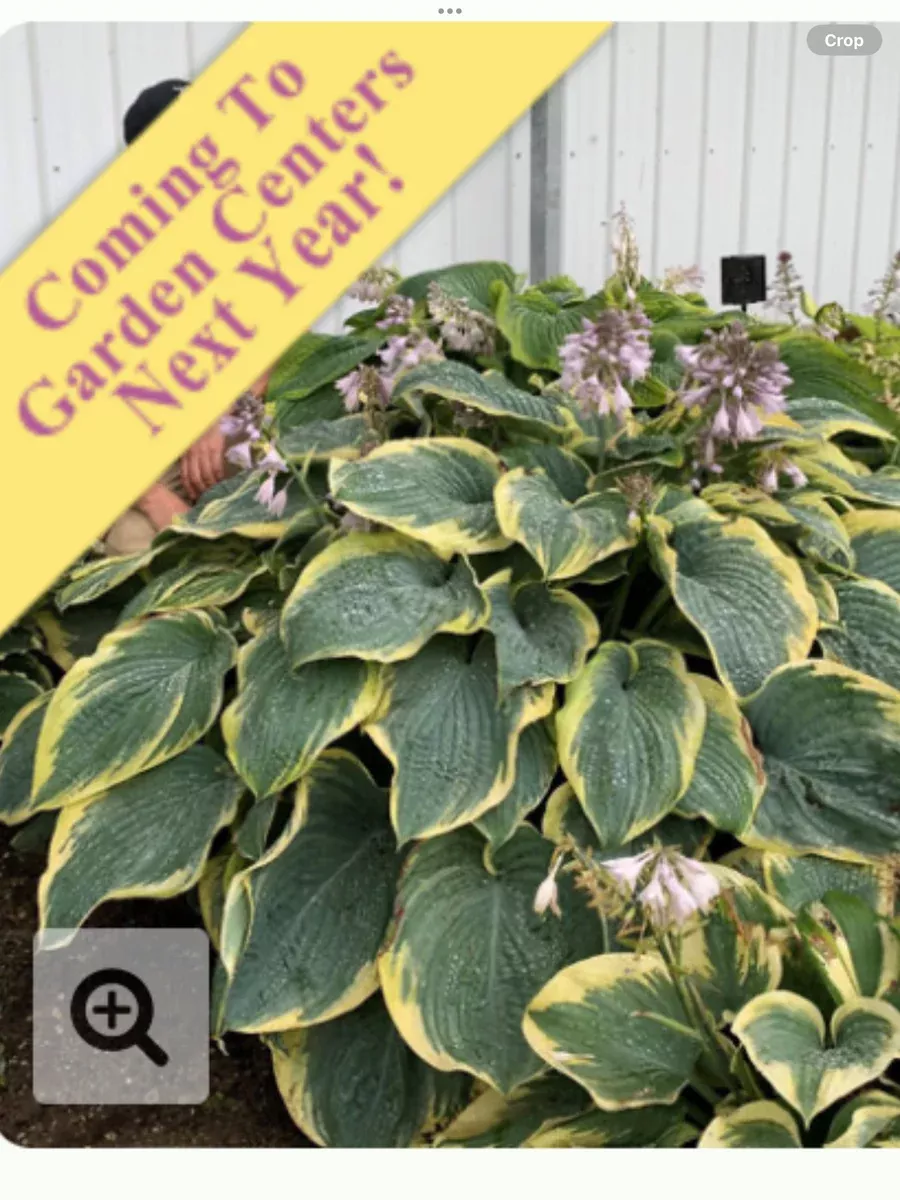 Shadowland 'Gigantosaurus'Hosta hybrid