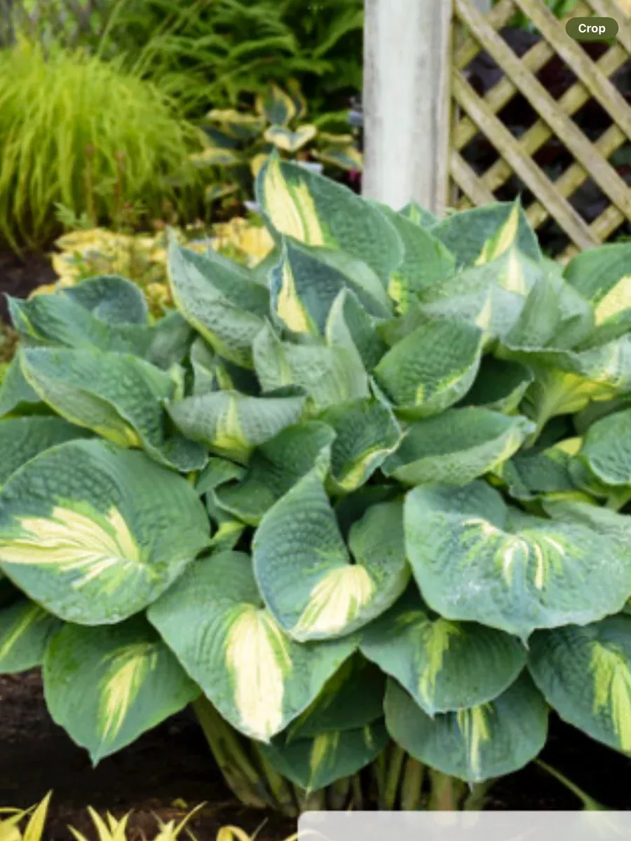 Shadowland 'Hudson Bay'Hosta hybrid