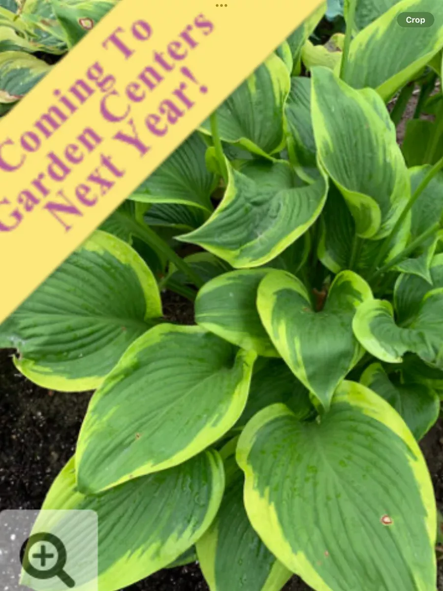 Shadowland 'Lone Star'Hosta hybrid