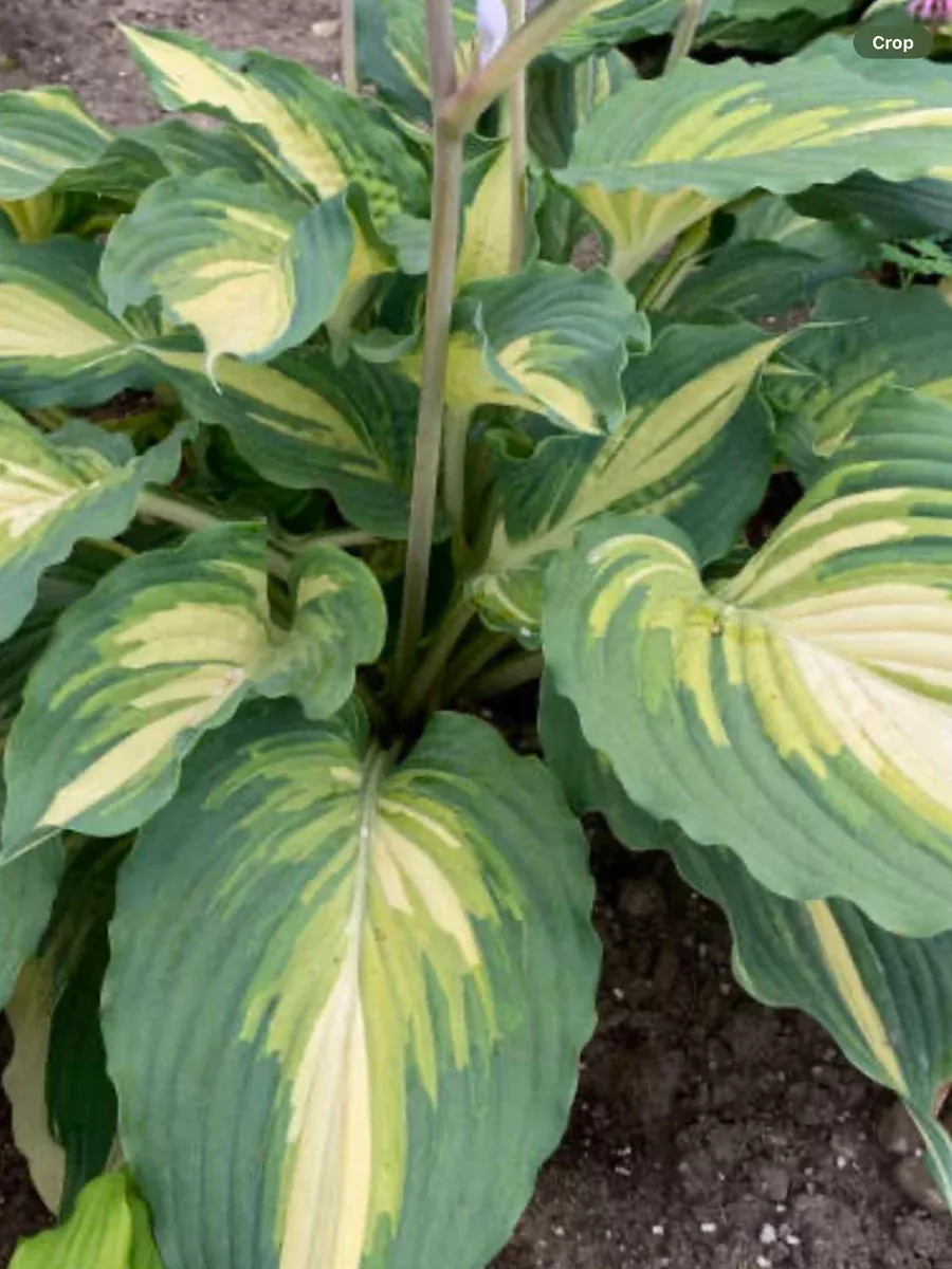 Shadowland 'Love Story'Hosta hybrid