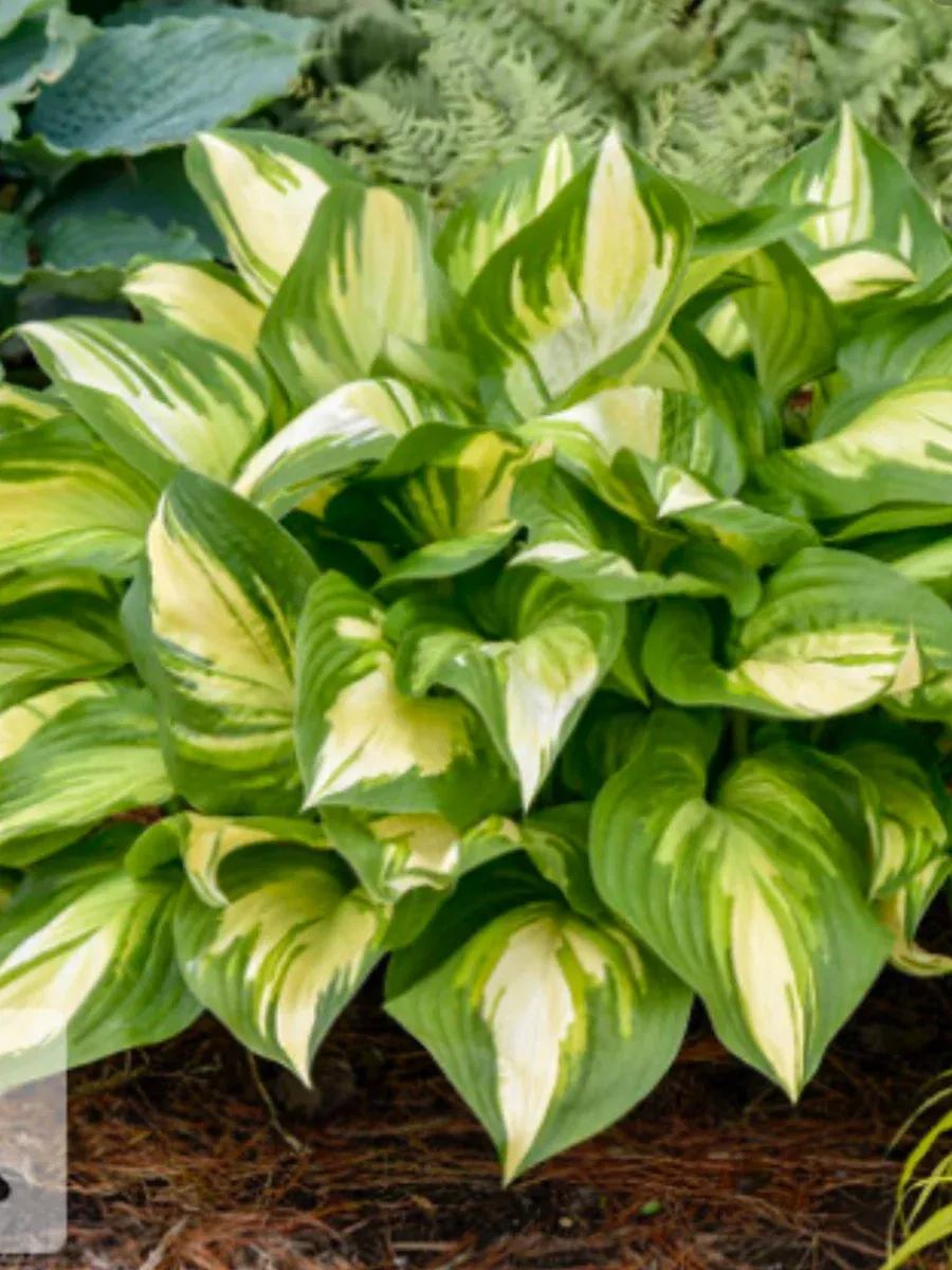 Shadowland 'Miss America'Hosta hybrid