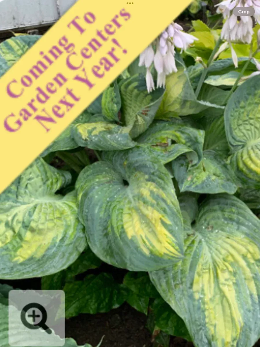 Shadowland 'Sound of Music'Hosta hybrid