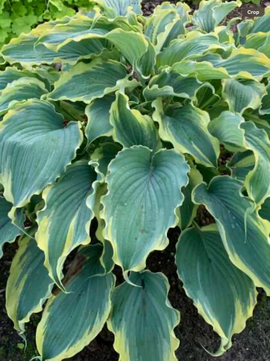 Shadowland 'Voices in the Wind'Hosta hybrid
