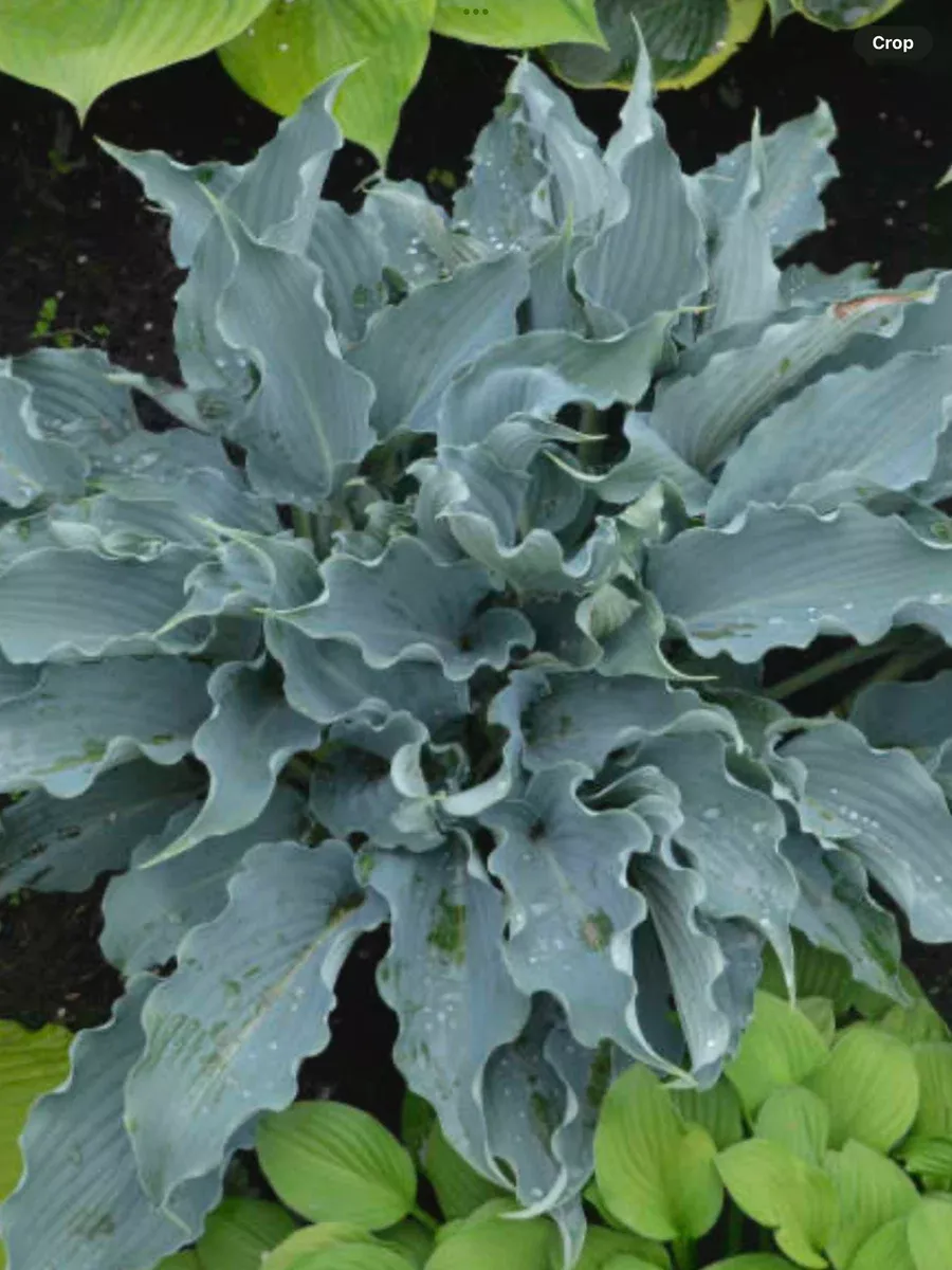Shadowland 'Waterslide'Hosta hybrid