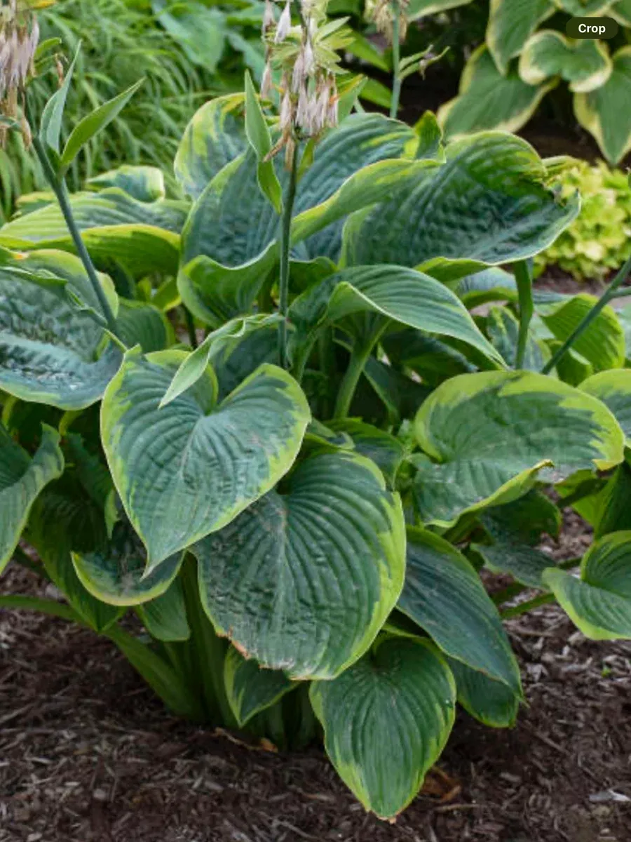 Shadowland 'Wu-La-La'Hosta hybrid