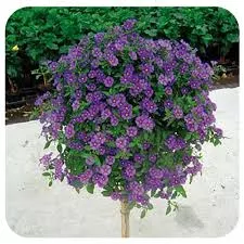 Solanum Rantonnetii Std. 7.5" Blue