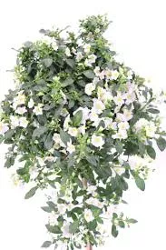 Solanum Rantonnetii Std. 7.5" White