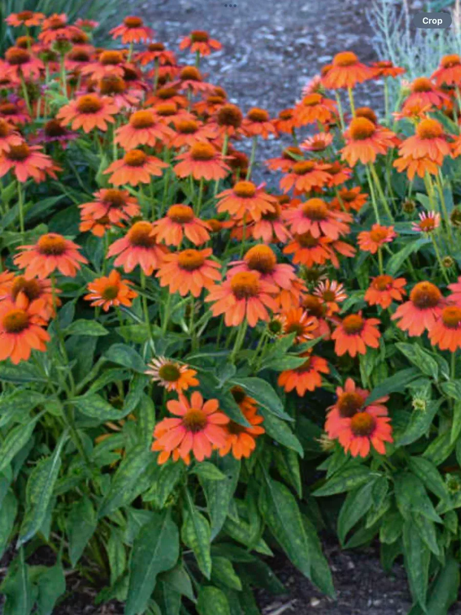 Sombrero Adobe Orange ConeflowerEchinacea hybrid