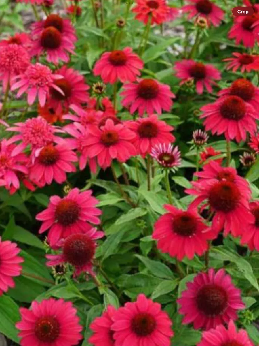 Sombrero Baja Burgundy ConeflowerEchinacea hybrid