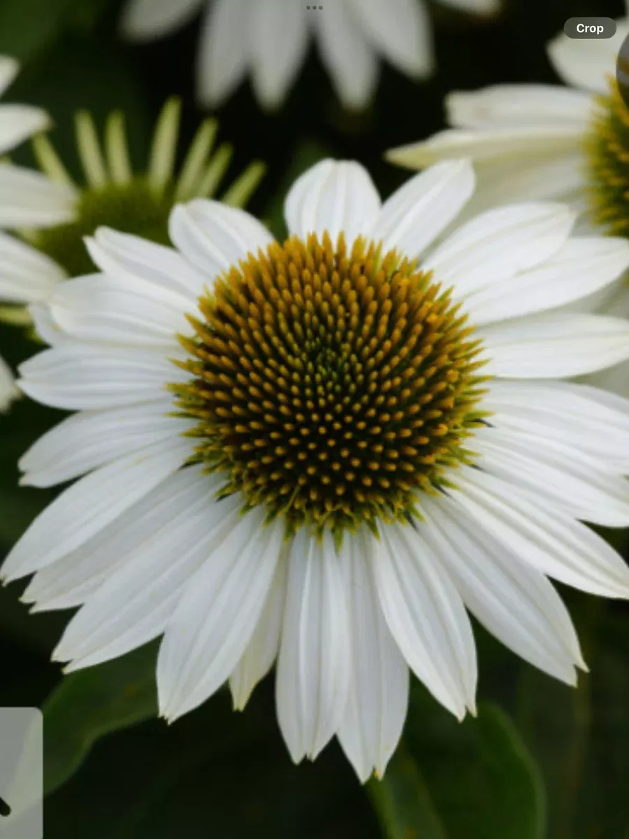 Sombrero Blanco ConeflowerEchinacea hybrid