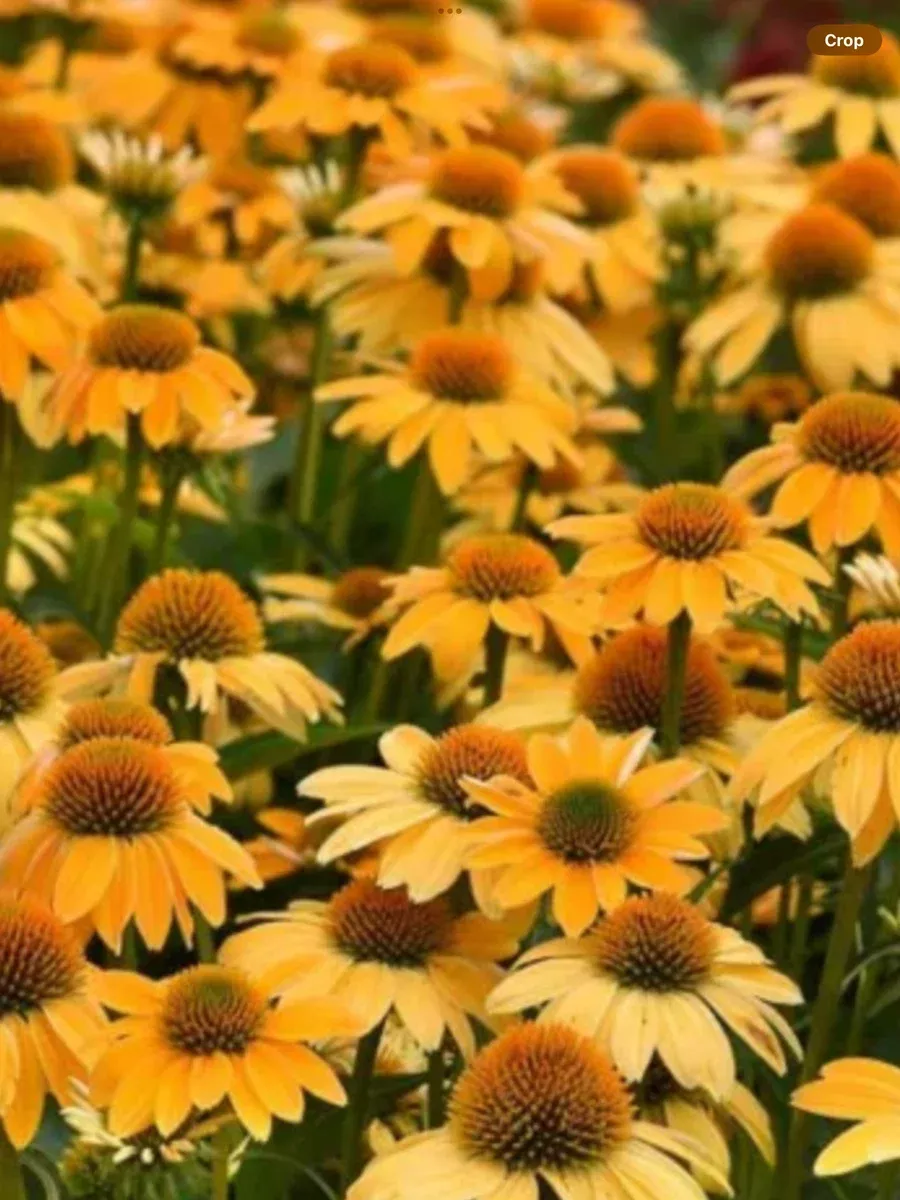 Sombrero Granada Gold ConeflowerEchinacea hybrid