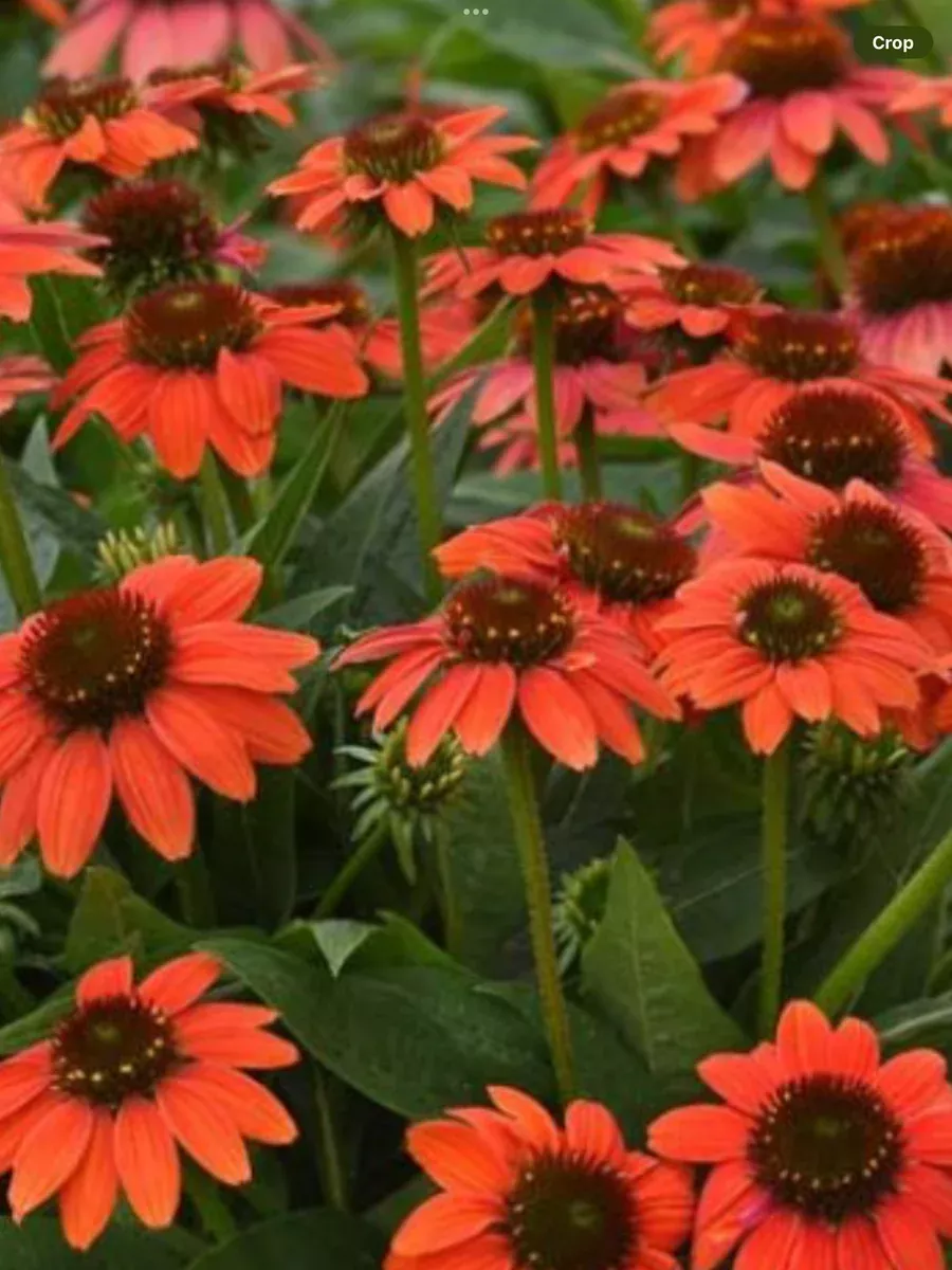 Sombrero Hot Coral Echinacea