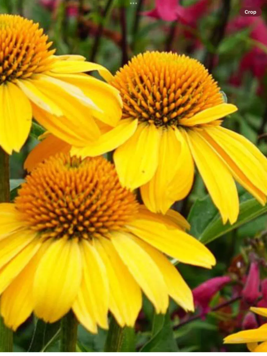 Sombrero Lemon Yellow Improved ConeflowerEchinacea hybrid