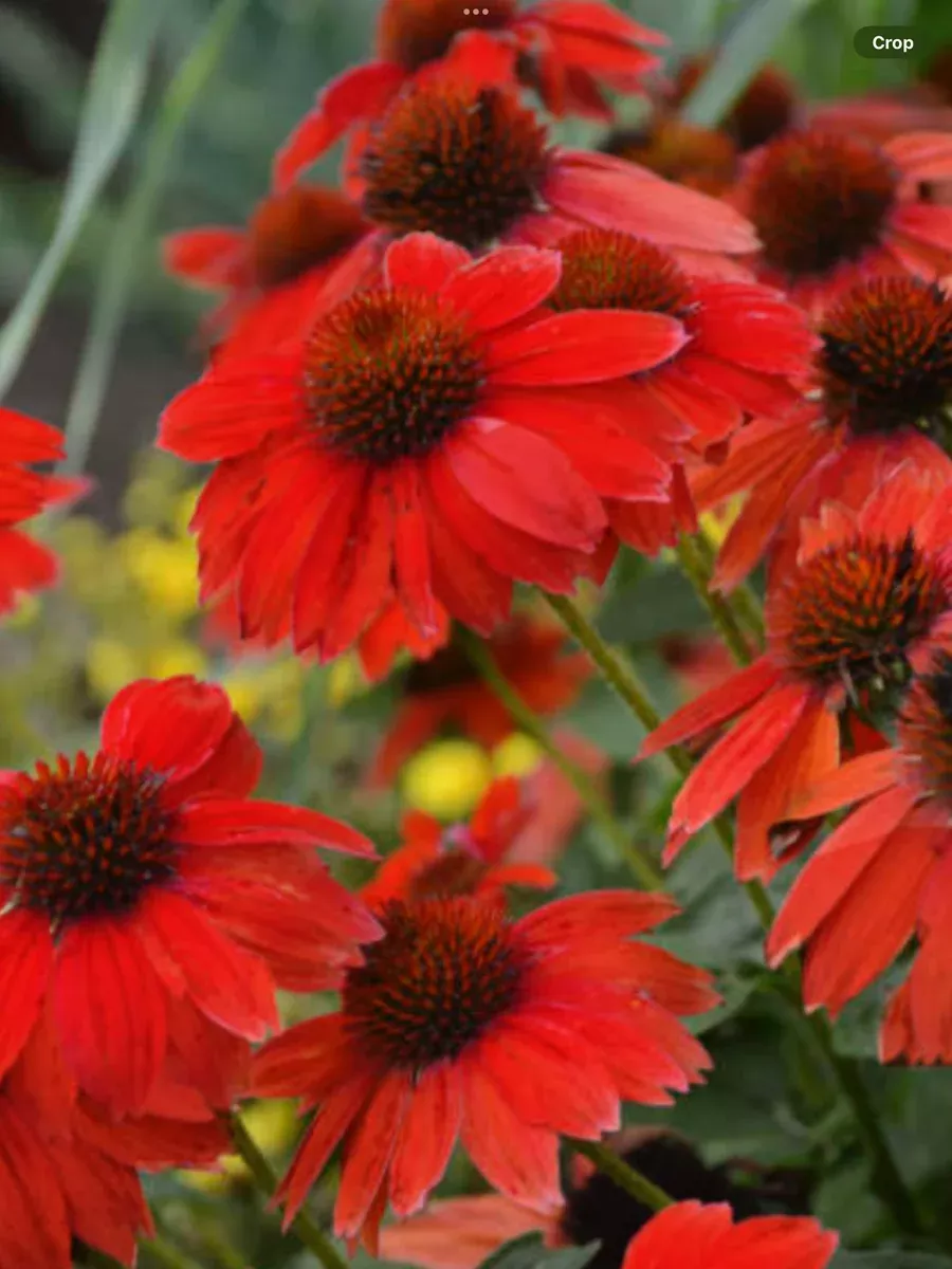 Sombrero Salsa Red ConeflowerEchinacea hybrid