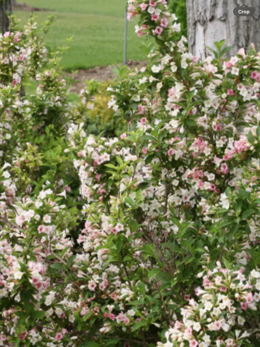Sonic Bloom PearlWeigela florida