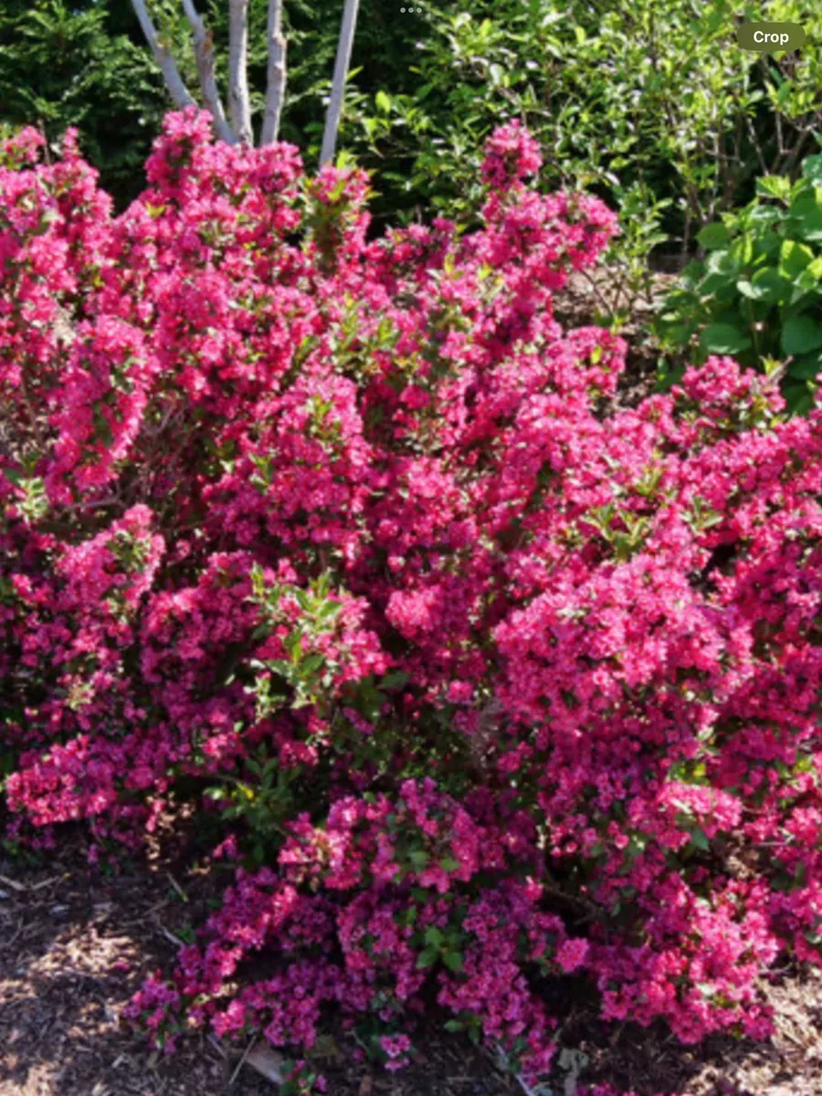 Sonic Bloom PinkWeigela florida