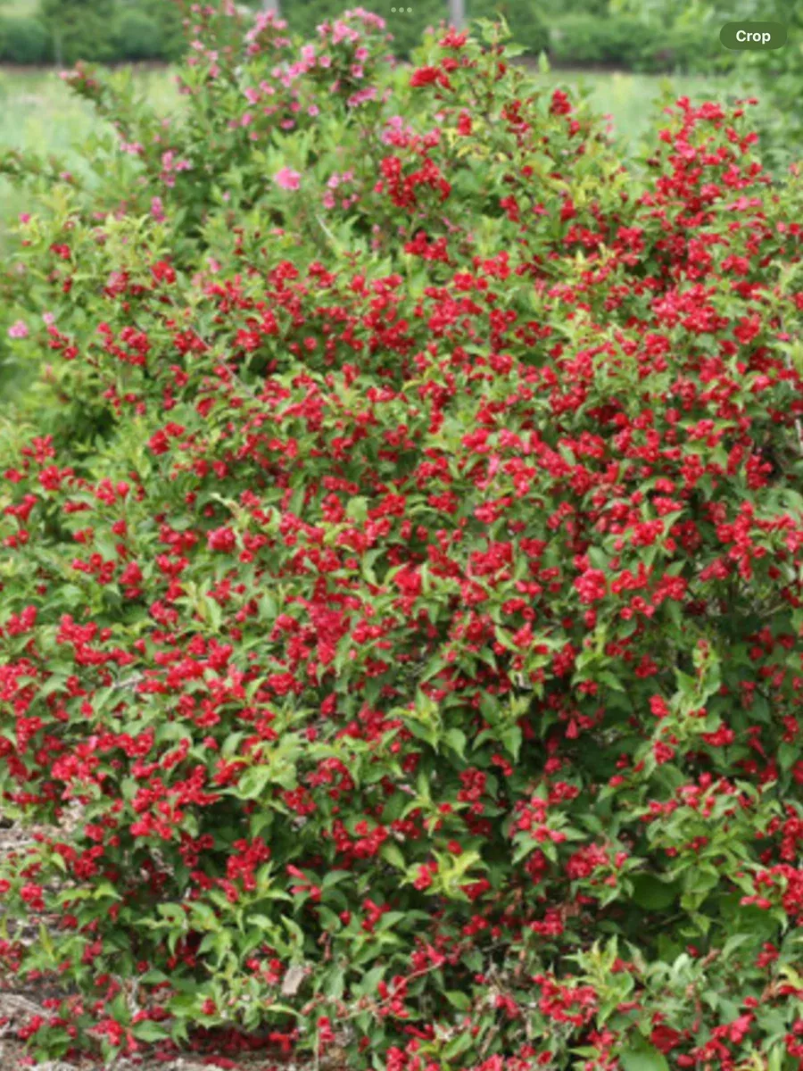 Sonic Bloom RedWeigela florida